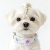 工厂直供狗狗猫咪项圈跨境宠物项圈可调节泰迪比熊花朵猫咪项链