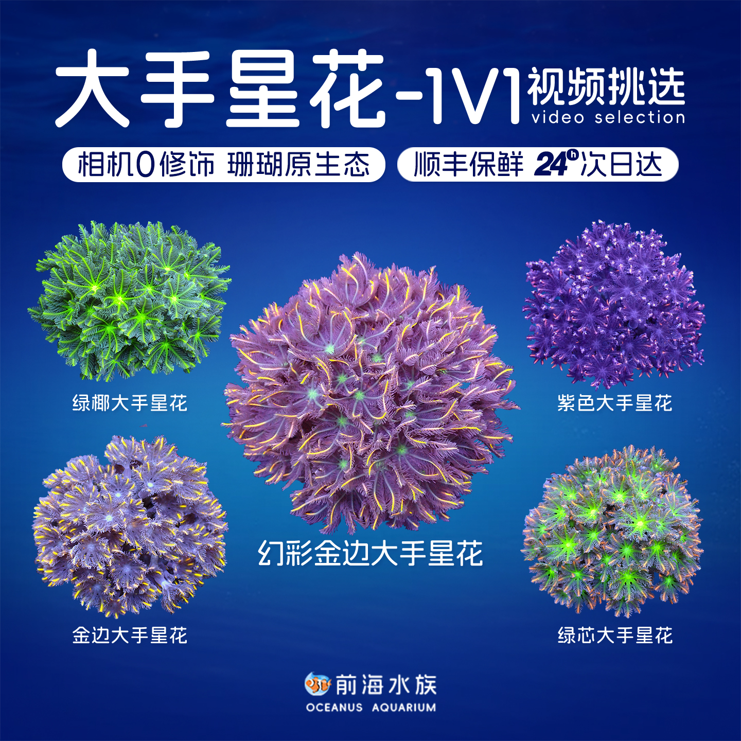 幻彩大手星花珊瑚海水宠物活