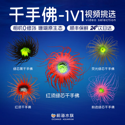 千手佛海葵珊瑚活体顺丰发货
