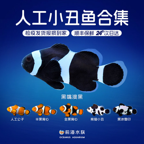 尼莫人工公子小丑活体海水鱼