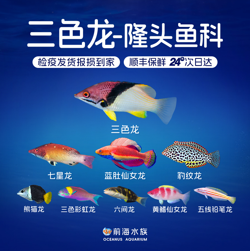 三色彩虹龙仙女熊猫帝汶七星六间梦幻豹纹铅笔龙隆头鱼海水观赏鱼