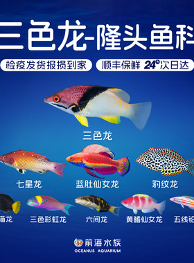 六线八线龙仙女龙隆头鱼海水鱼