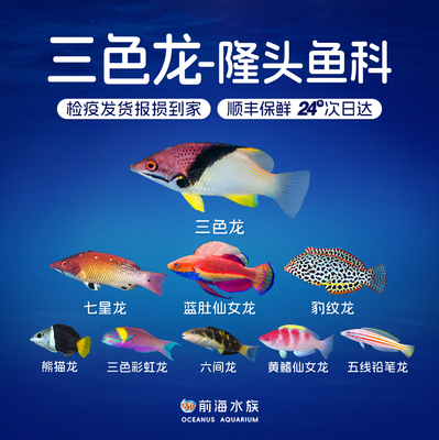 六线八线龙仙女龙隆头鱼海水鱼