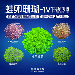 蛙卵珊瑚花瓶双色澳洲提子荧光绿花瓶活体海水鱼珊瑚海缸lps活物