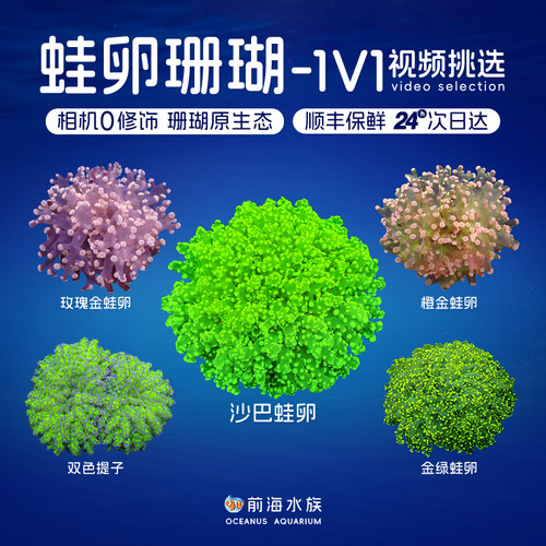 蛙卵珊瑚荧光绿花瓶双色提子珊瑚