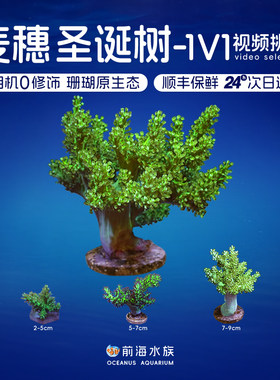人工日本麦穗圣诞树活体珊瑚
