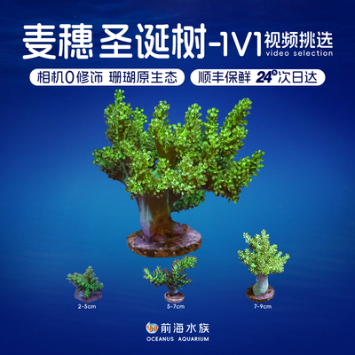 人工日本麦穗圣诞树活体珊瑚