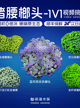榔头珊瑚金绿猪腰珊瑚荧光双色玫瑰紫金榔头金色海水鱼活体物LPS