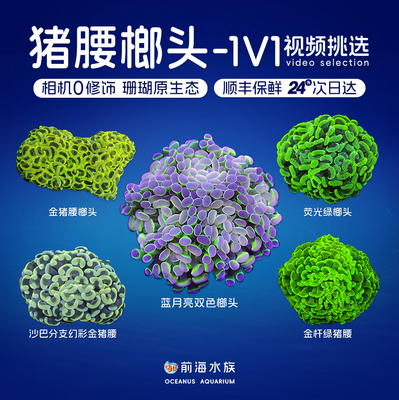 榔头珊瑚猪腰榔头海水鱼活物