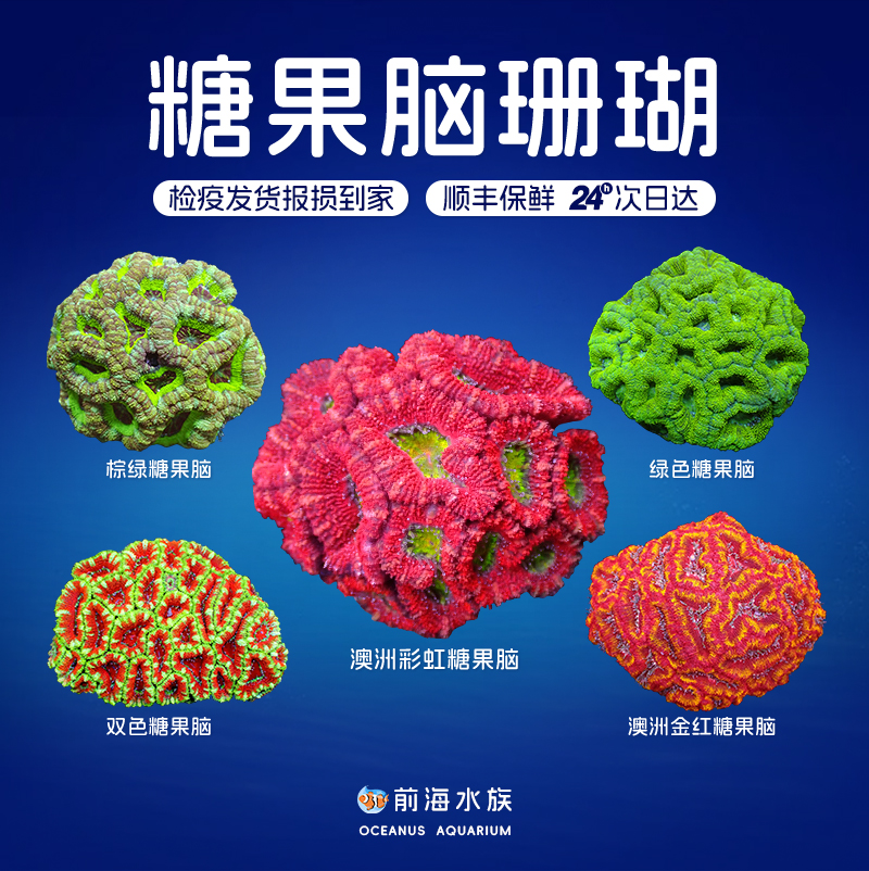 澳洲彩虹糖果脑珊瑚彩色荧光绿糖果脑海水鱼活体珊瑚海水缸