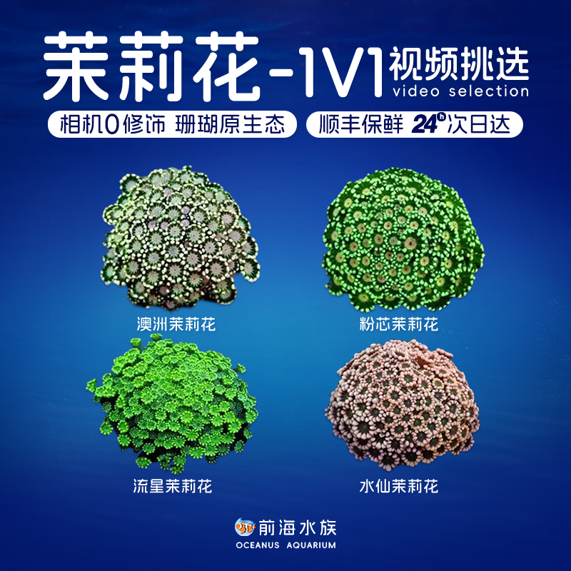 茉莉花水仙珊瑚澳洲长须幻彩