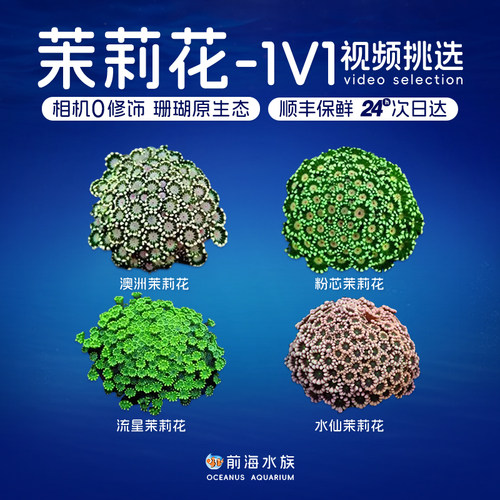 茉莉花水仙珊瑚澳洲长须幻彩