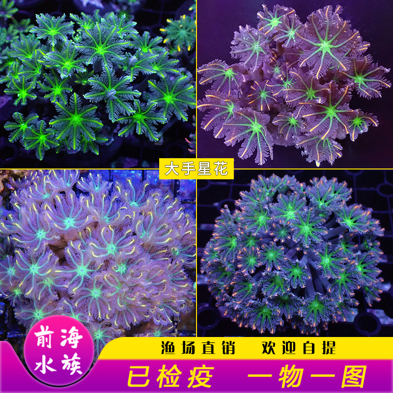 幻彩大手星花珊瑚海水宠物活