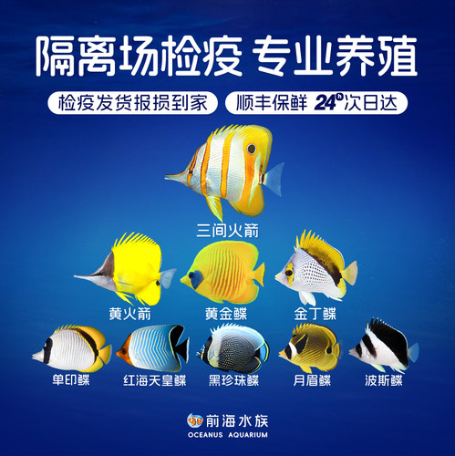 三间火箭黄黄网鲽黄金较难养鲽鱼