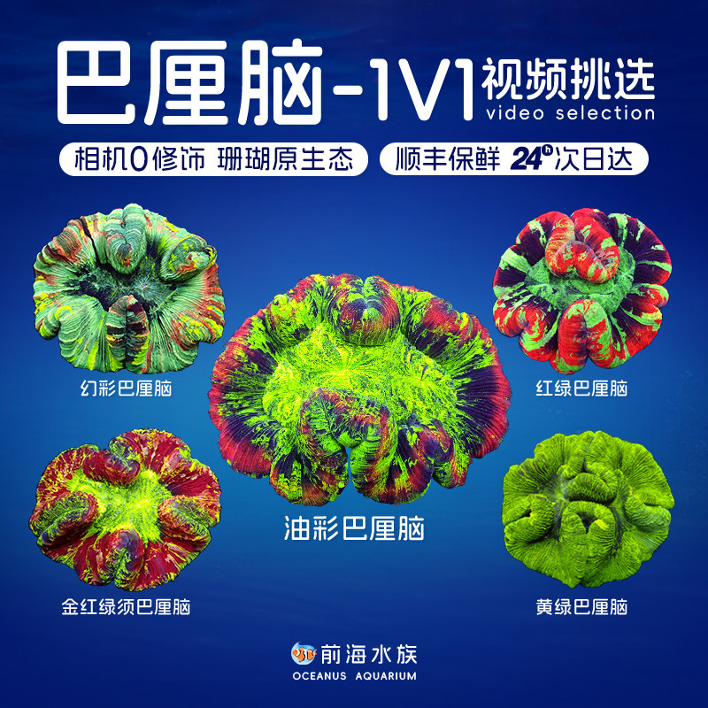 巴厘脑珊瑚活体 精品油彩巴黎脑红绿彩色脑海水鱼活体珊瑚八字脑