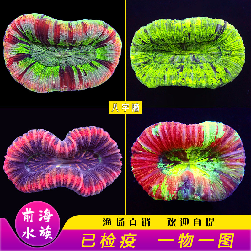 油彩八字脑珊瑚海水鱼珊瑚 精品糖果脑海水鱼活体 开放脑珊瑚活体