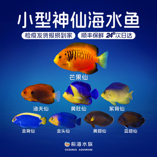 渔夫仙芒果仙蓝翅紫背黄肚金头金背黄翅小型神仙海水观赏鱼已检疫