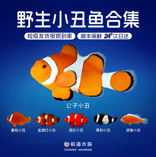 尼莫公子小丑鱼活体背心透红检疫