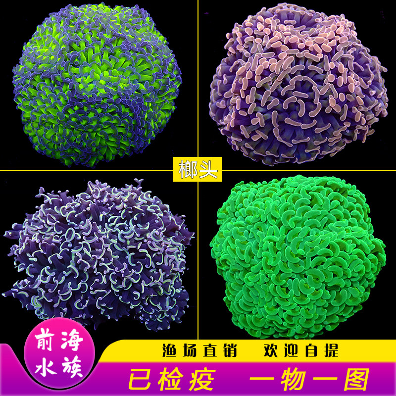 榔头珊瑚荧光绿双色紫玫瑰金榔头金色猪腰 提子海水活体珊瑚LPS