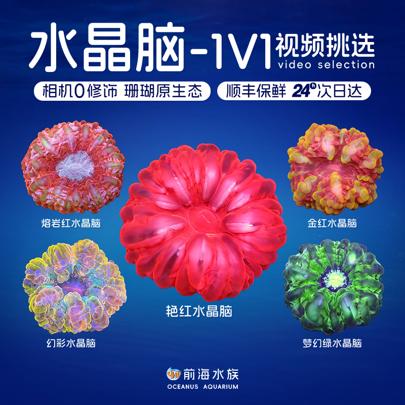 红绿水晶脑珊瑚印尼精品珊瑚