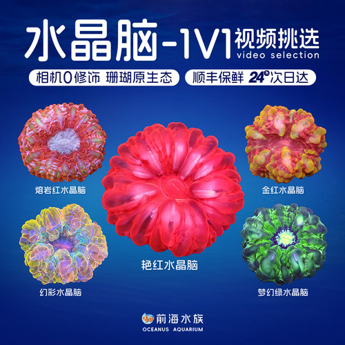 红绿水晶脑珊瑚印尼精品珊瑚