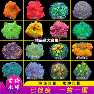 红菇绿菇蓝橙菇泡泡菇带石生物弹跳菇JB菇人工繁殖海水活体珊瑚