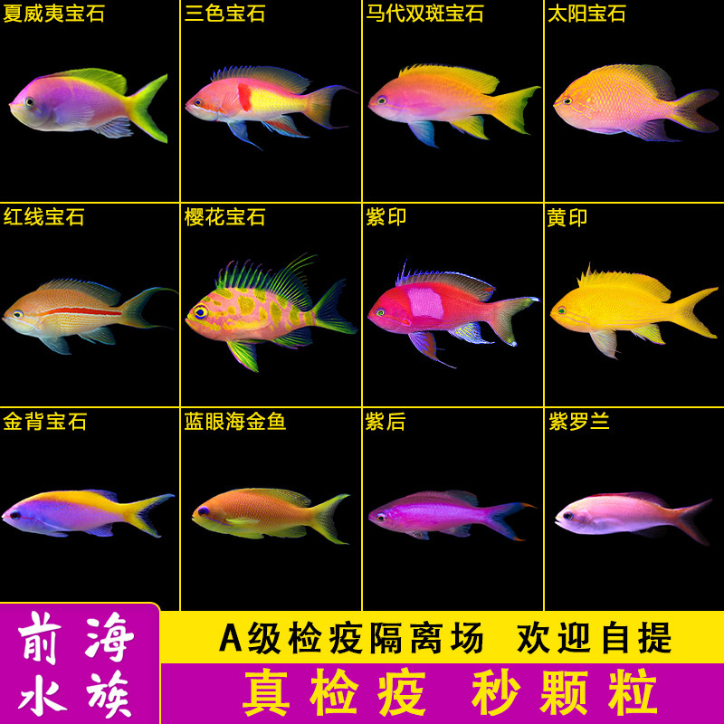 紫罗兰海金鱼蓝眼宝石夏威夷紫印虎纹樱花宝石鱼活体海水观赏鱼