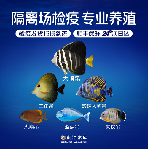 大帆吊珍珠三角吊紫纹吊海水鱼