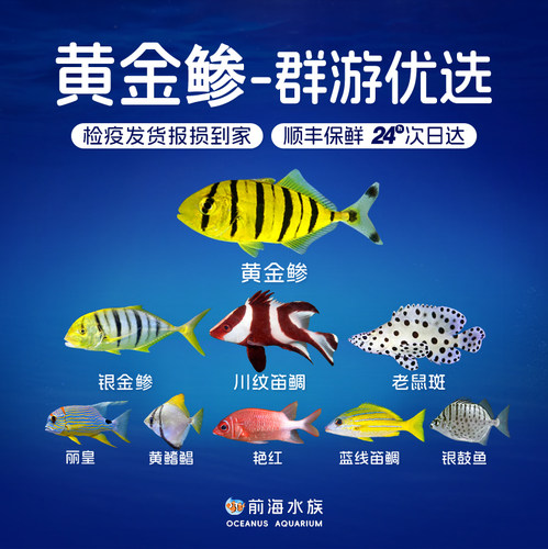 黄金鲹鳍昌艳红银鼓海灯鱼海水鱼