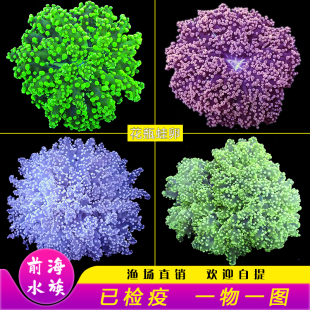 蛙卵珊瑚双色紫提子绿花瓶活体珊瑚海水缸lps软体生物 荧光绿花瓶