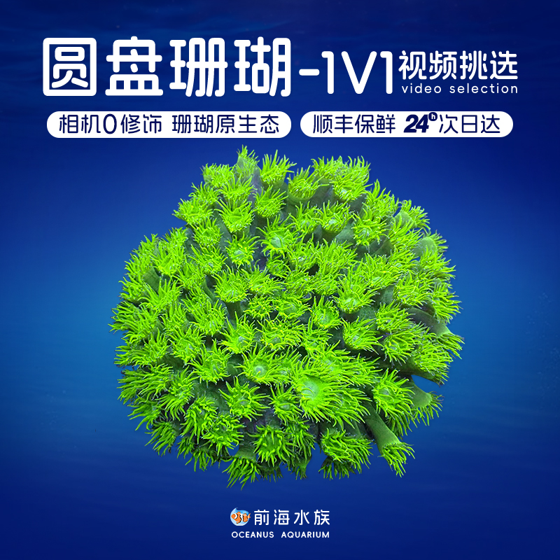 圆盘珊瑚活体LPS荧光软绿圆盘珊瑚体活体珊瑚海水鱼缸观赏生物