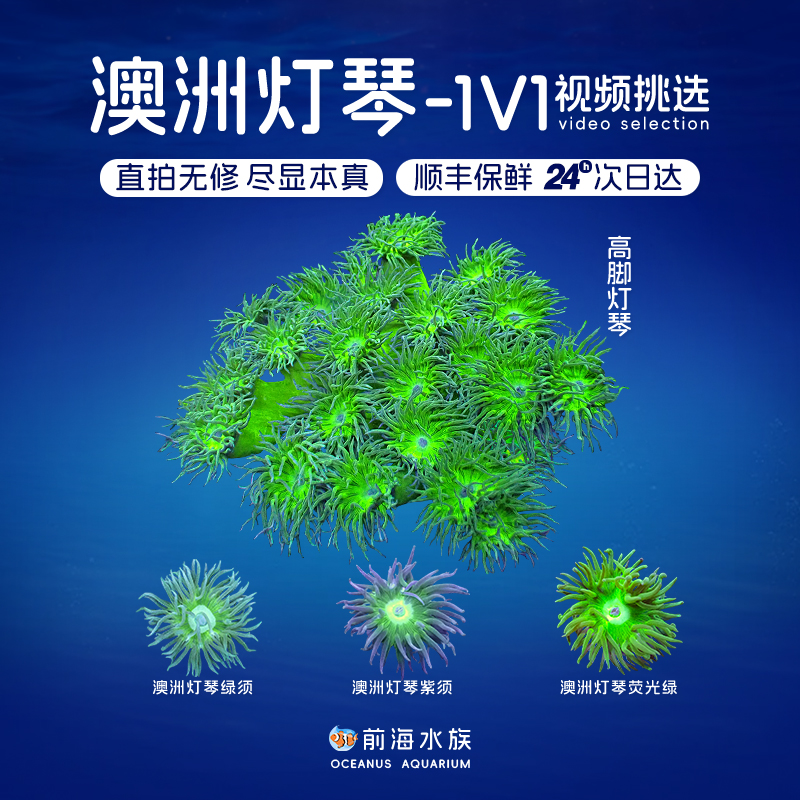 珊瑚澳洲灯琴前海水族软体珊瑚