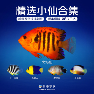 火焰仙柠檬批橙批十一间火背麒麟多彩可可仙海水观赏鱼检疫秒颗粒
