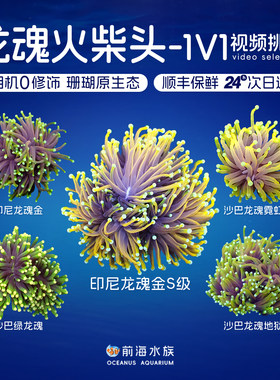 龙魂金火柴头珊瑚活物金火柴头火炬沙巴圣杯金珊瑚海缸观赏鱼LPS