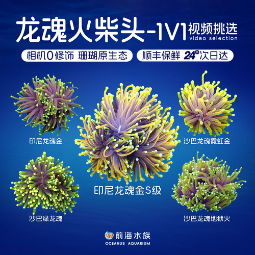 龙魂火柴头观赏软体珊瑚活体海缸