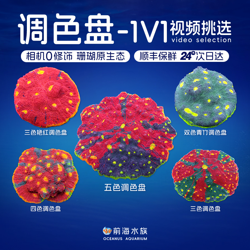 软体珊瑚调色盘前海水族