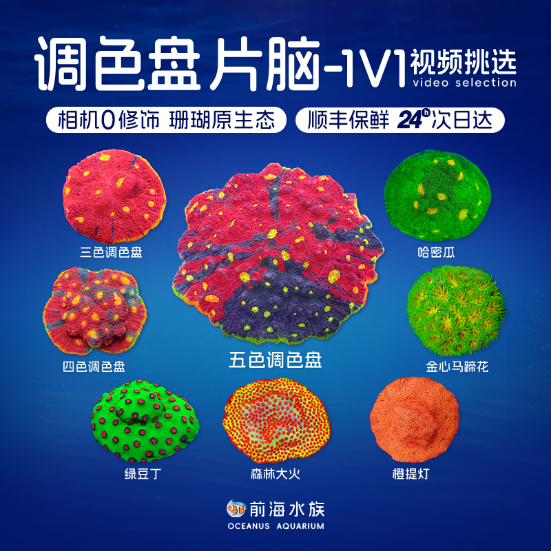 软体珊瑚调色盘前海水族