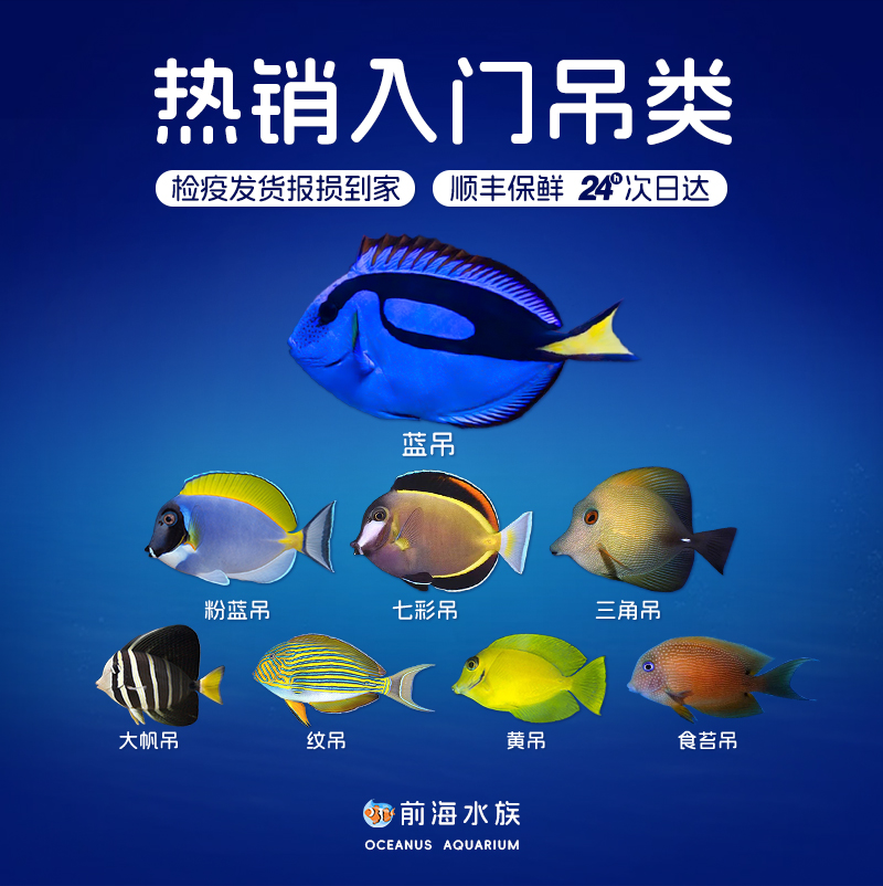 蓝吊海水鱼活体明星宠物珊瑚