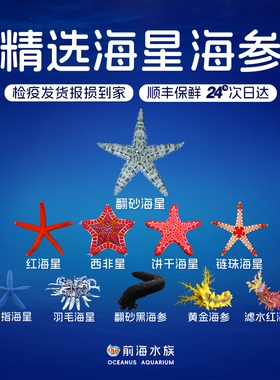 翻沙海星翻砂海参黑海参红海星黄海星五角星西非星活体海水鱼宠物