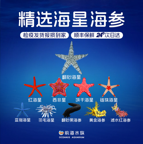翻沙海星红海星活体海水鱼缸生物