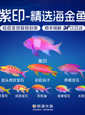 紫红宝石海鱼观赏鱼海水鱼