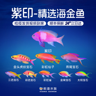 紫印彩虹仙子太阳宝石紫红双色新月虎纹宝石海金鱼燕尾闪电海水鱼