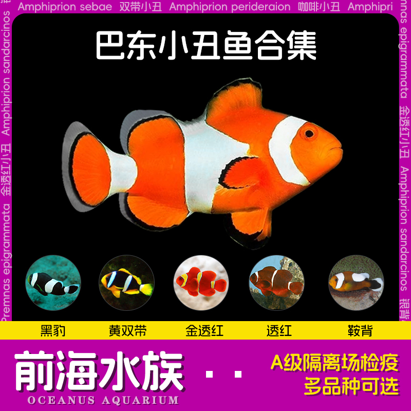 公子小丑鱼尼莫海水鱼观赏鱼活体黑背心毕加索金透红熊猫雪印人工