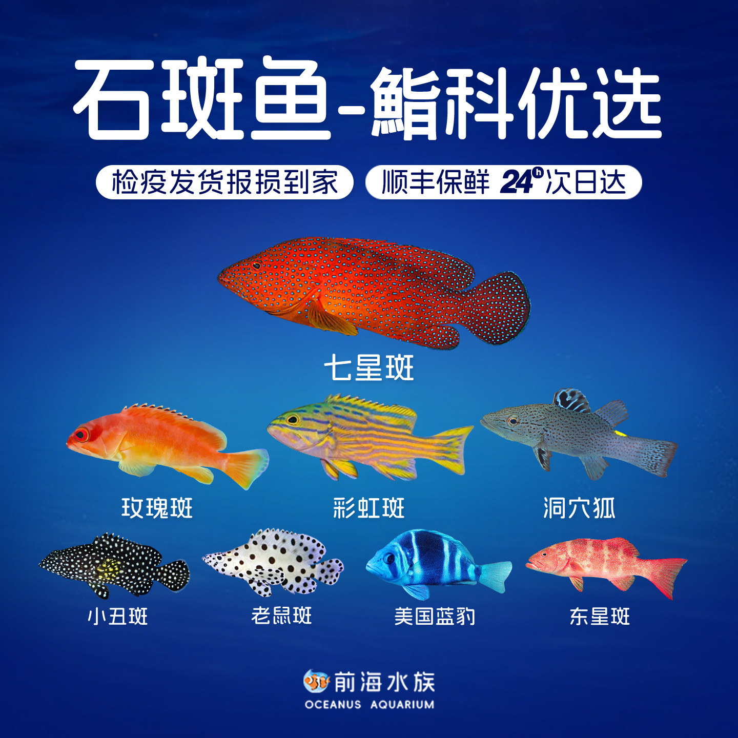 七星斑东星斑小丑彩虹老鼠石斑鱼美国蓝豹洞穴狐鮨科海水鱼观赏鱼,宠物/宠物食品及用品,鱼,淘宝优惠券,粉丝福利购,淘宝优惠卷