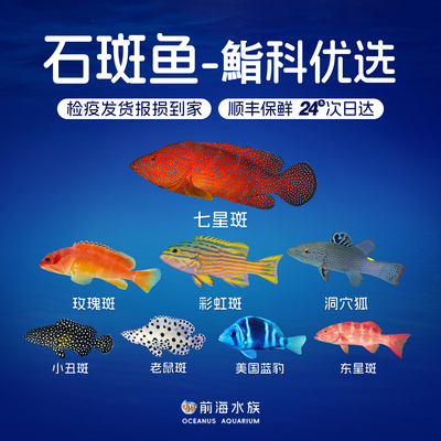 七星斑小丑石斑鱼海水观赏鱼