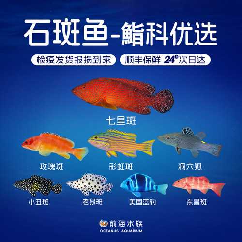 七星斑小丑石斑鱼海水观赏鱼