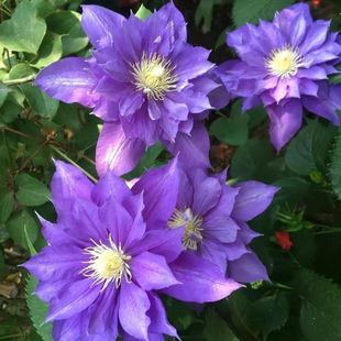 铁线莲早花组重瓣攀援爬藤植物盆栽阳台庭院花卉约瑟芬魔法喷泉