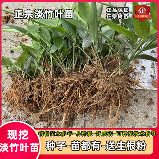 现挖淡竹叶苗 种子碎骨子 山鸡米 金鸡米 竹麦冬绿植盆栽中草药苗