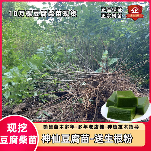 豆腐柴苗绿豆腐苗神仙豆腐凉粉苗