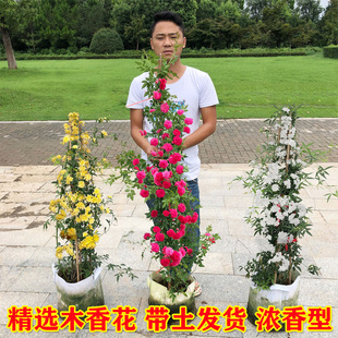 红木香花四季 红色爬藤植物特大花苗盆栽攀爬浓香花卉黄木香七里香